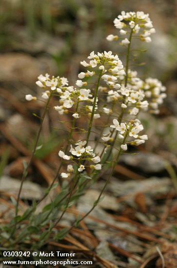 Thlaspi montanum var. siskiyouense