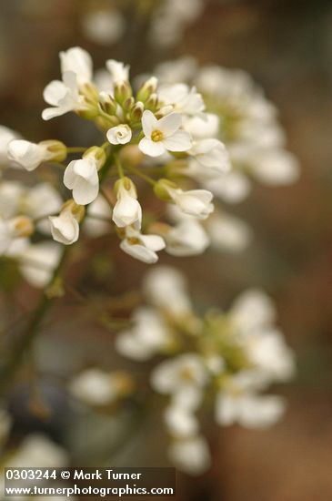 Thlaspi montanum var. siskiyouense