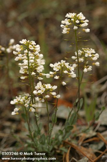 Thlaspi montanum var. siskiyouense