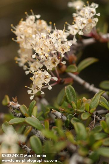Ceanothus prostratus
