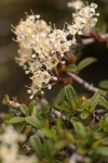 Squawcarpet blossoms & foliage detail