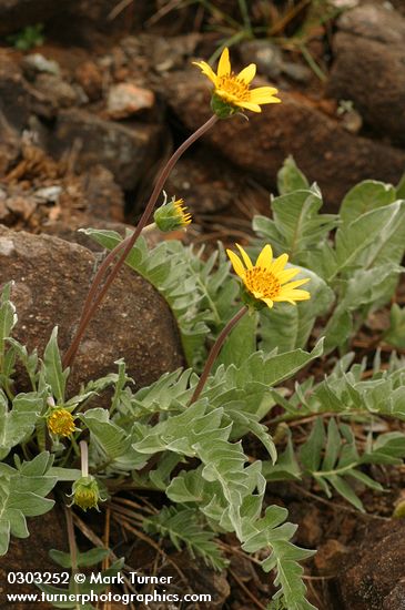 Balsamorhiza sericea