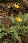 Silky Balsamroot