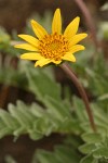 Silky Balsamroot blossom & foliage