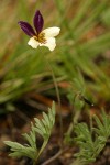 Oregon Violet