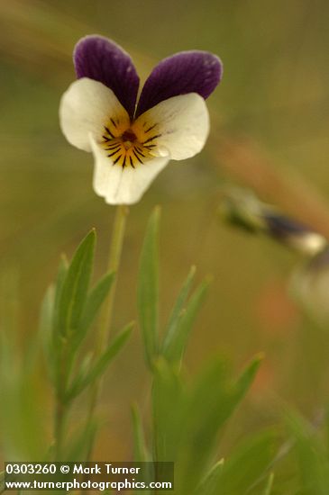 Viola hallii