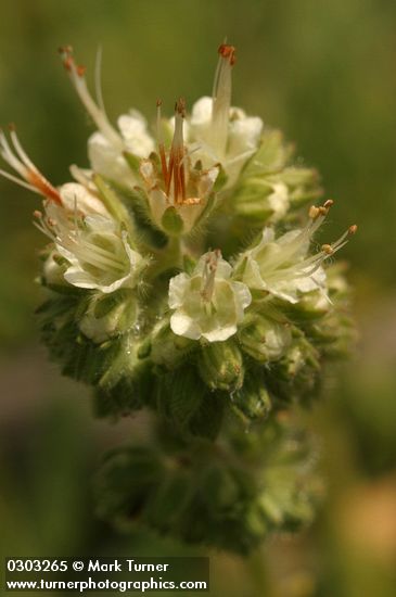 Phacelia corymbosa