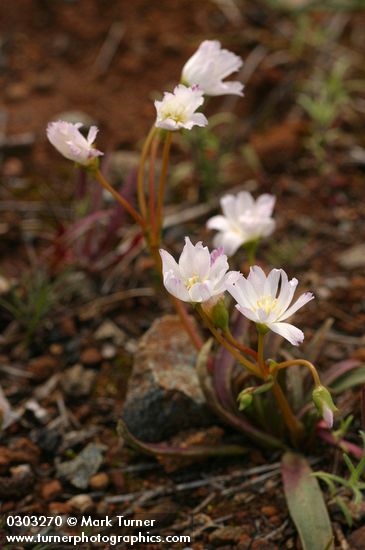 Lewisia oppositifolia