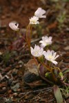 Lone Mountain Lewisia