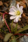 Lone Mountain Lewisia blossom & foliage detail