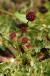 Purple Sanicle blossoms & foliage detail