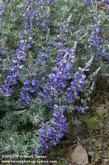 Lupinus sericeus