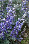 Silky Lupine blossoms & foliage