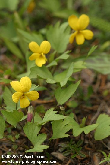 Viola lobata