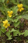 Pine Violet blossoms & foliage