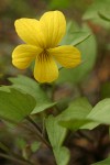 Pine Violet blossom & foliage detail