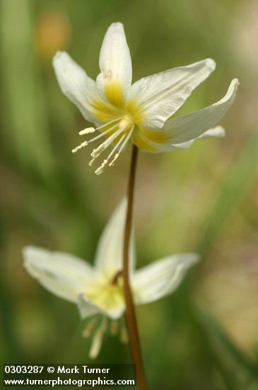 Erythronium citrinum