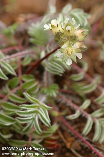 Horkelia daucifolia