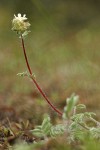 Carrot-leafed Horkelia