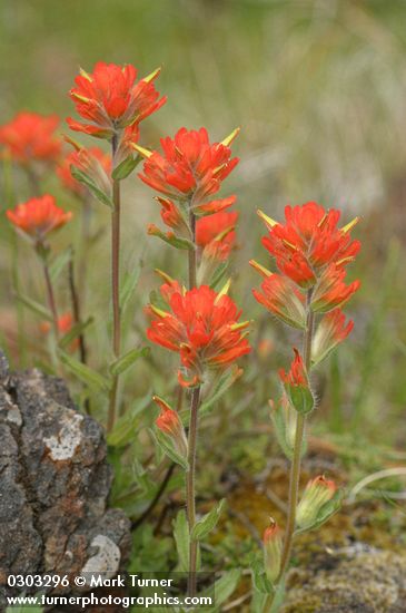 Castilleja sp.