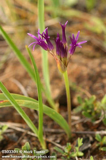 Allium sp.