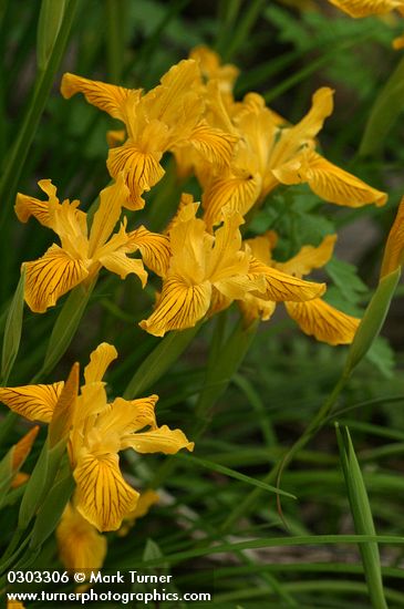 Iris innominata