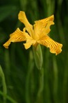 Golden Iris blossom detail