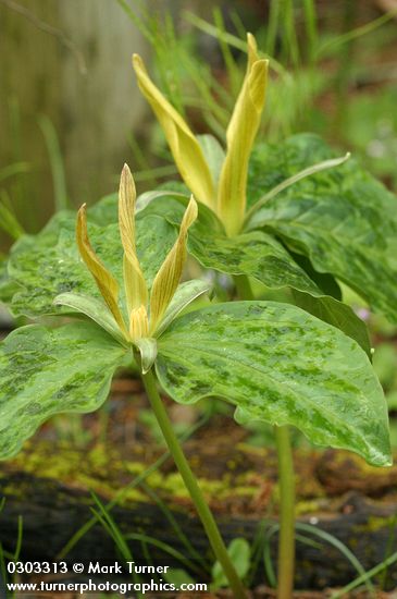 Trillium kurabayashii