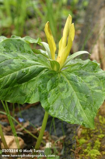 Trillium kurabayashii