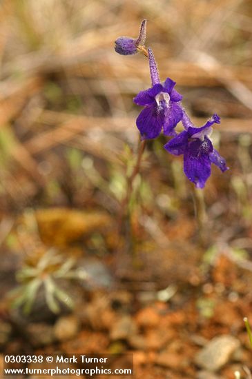 Delphinium decorum