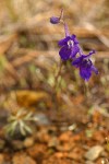 Coast Delphinium