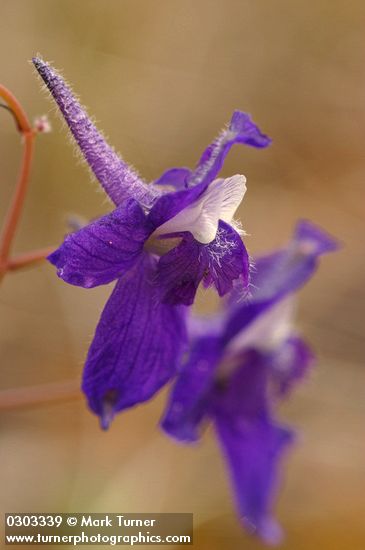 Delphinium decorum