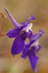 Coast Delphinium blossom detail