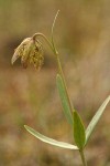 Checker Lily