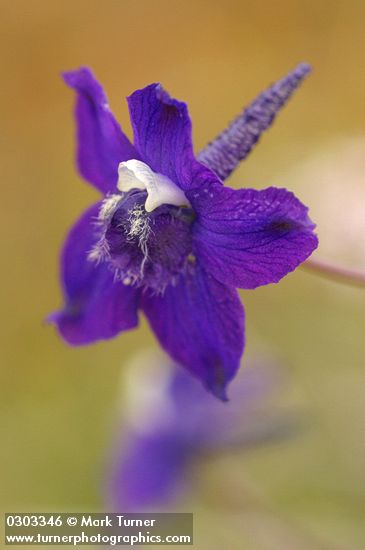 Delphinium depauperatum