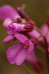 Waldo Rockcress blossoms detail