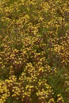 Butter & Eggs mass among grasses & lupines