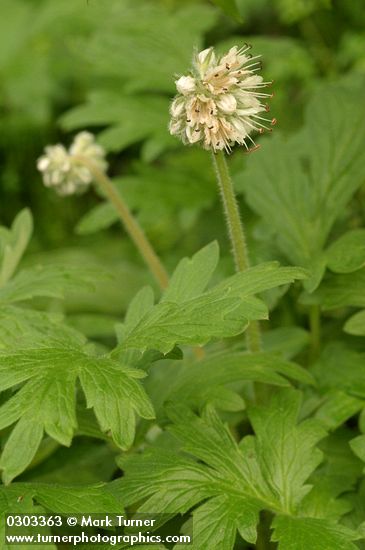 Hydrophyllum fendleri