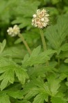 Fendler's Waterleaf blossoms & foliage