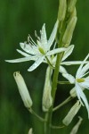 Great Camas (white form) blossoms detail after rain