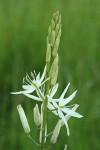 Great Camas (white form) blossoms after rain