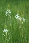 Great Camas (white form) after rain