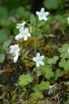 Sitka Mist Maidens