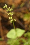 Heart-leaf Twayblade blossoms detail