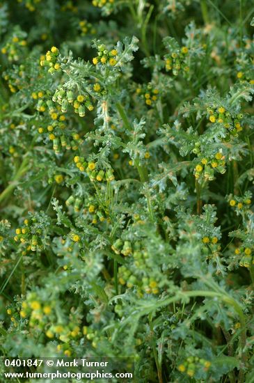 Senecio vulgaris