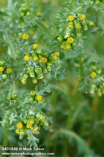 Senecio vulgaris