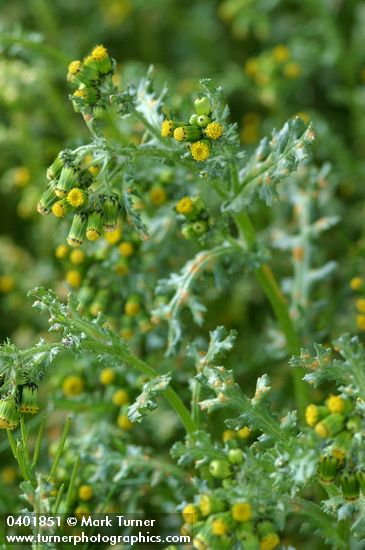 Senecio vulgaris