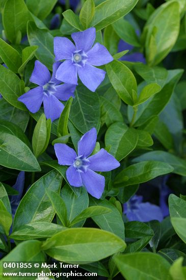 Vinca minor