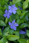 Common Periwinkle blossoms & foliage detail