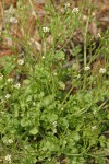 Hairy Bittercress